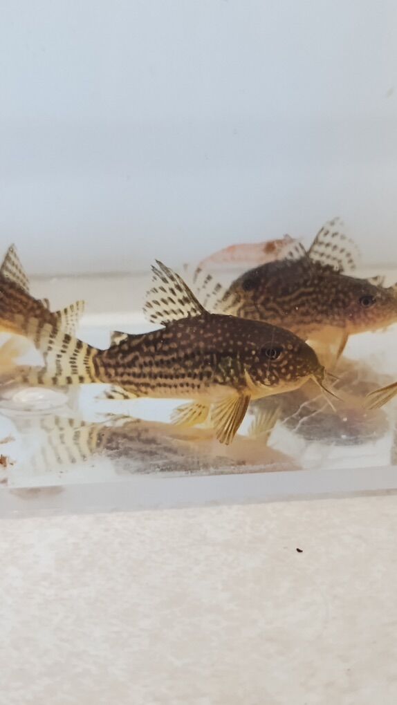 Sterbai Corydora Catfosh