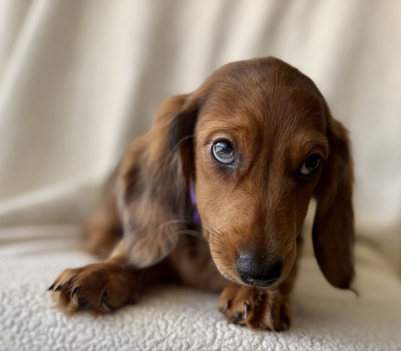 Silly mini weenie dachshunds 