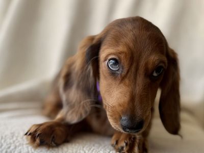 Silly mini weenie dachshunds