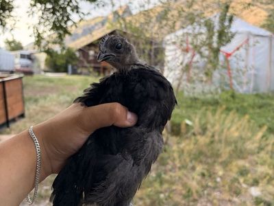 Ayam cemani pullets