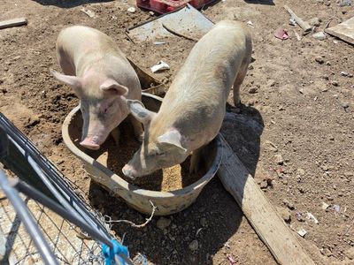 butcher ready pigs