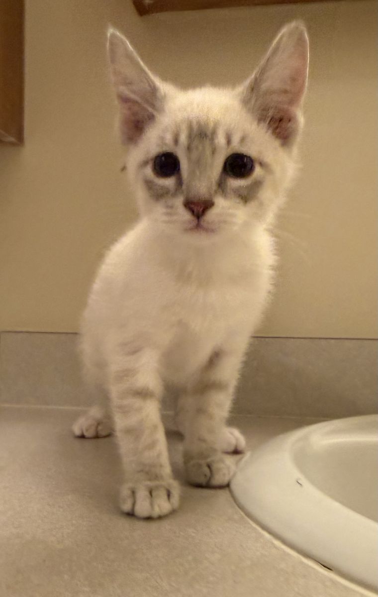 9 week old Siamese- Russian Blue mix kittens