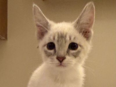 9 week old Siamese- Russian Blue mix kittens