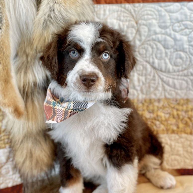 Australian Bernedoodle : Aussie Doodle