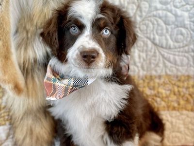 Australian Bernedoodle : Aussie Doodle