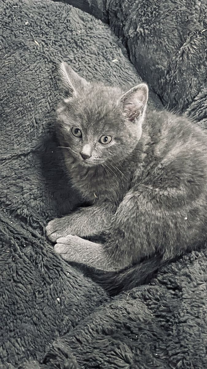 Cats