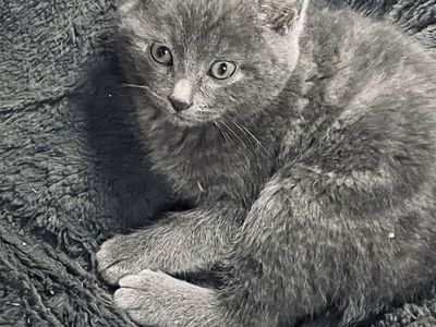 Cats