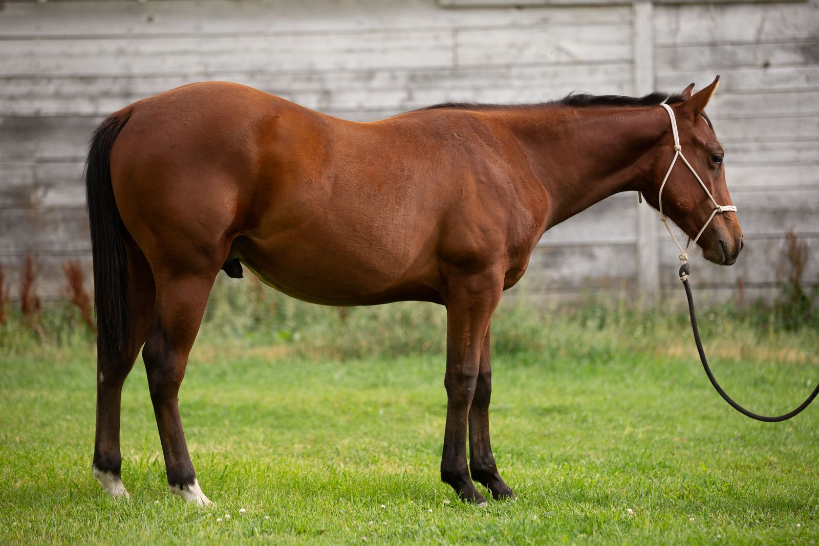 2024 AQHA Gelding