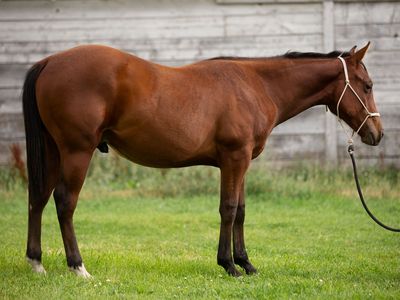 2024 AQHA Gelding