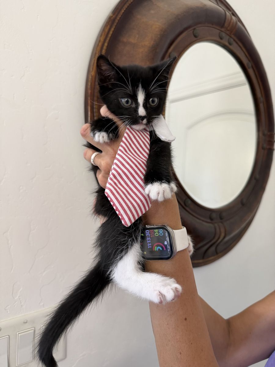 Ready for Adoption