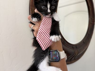 Ready for Adoption