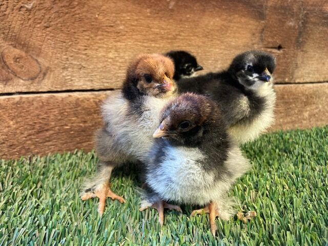 Giant Cochin Chicks