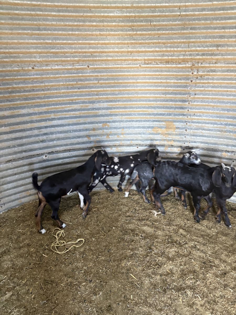 Nubian goat about 20-30pounds good healthy lots of color and good and healthy