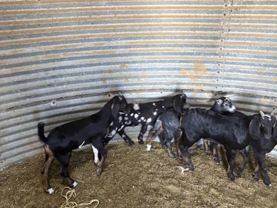 Nubian goat about 20-30pounds good healthy lots of color and good and healthy