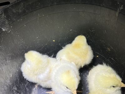 White Leghorn Pullets