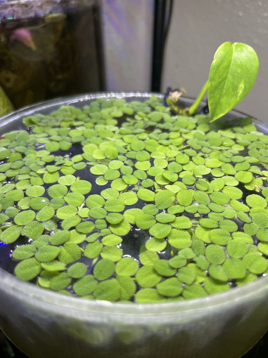 Salvinia Minima Aquarium Floating Plant (2 for $5)