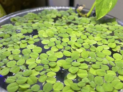 Salvinia Minima Aquarium Floating Plant (2 for $5)