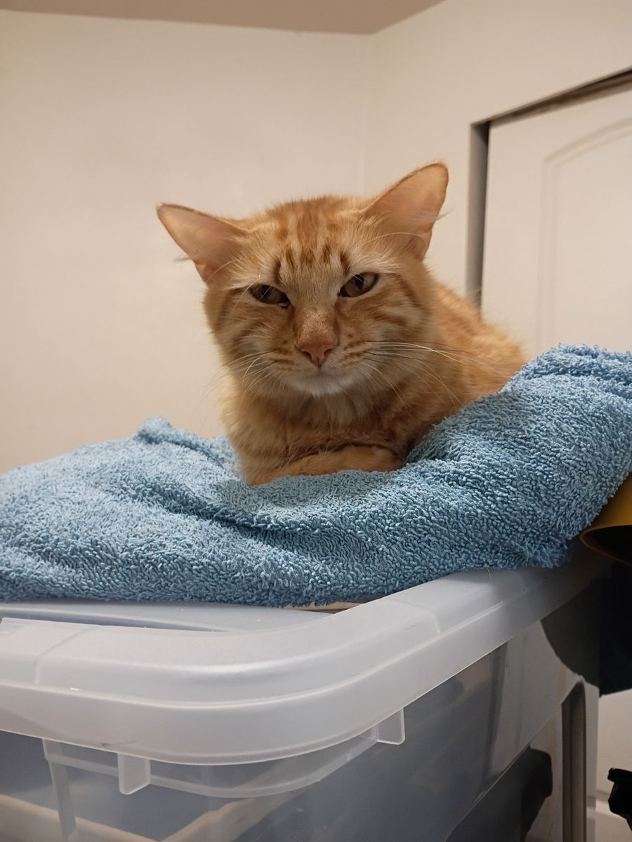 Rehoming 5 Adult cats