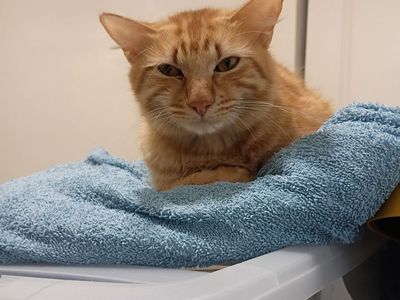 Rehoming 5 Adult cats