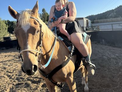 Palomino Riding Horse