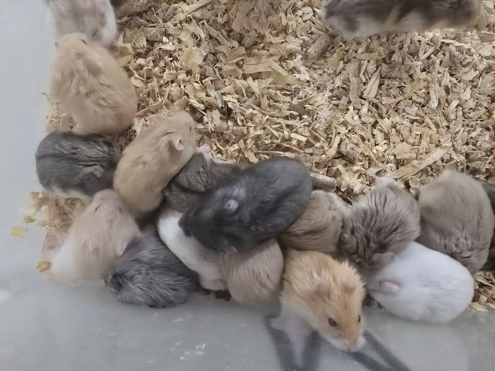 Campbell's Dwarf Hamsters