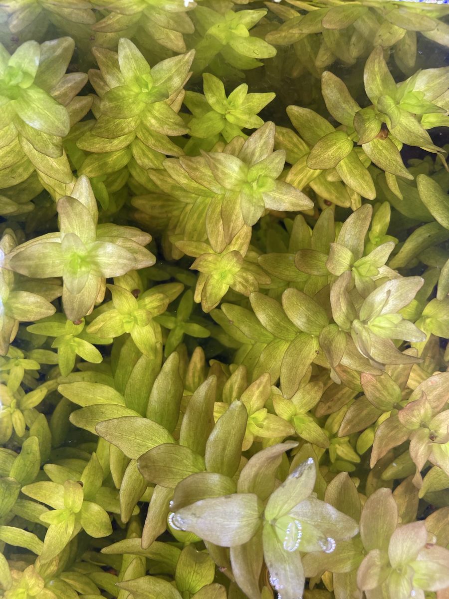 Bacopa Value Bundle - 30 stems for $20!