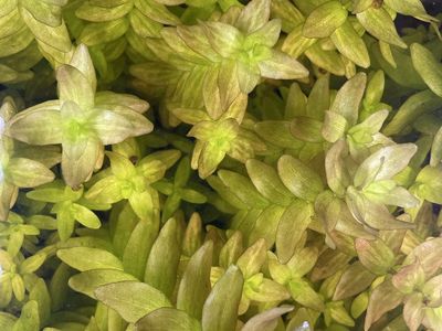Bacopa Value Bundle - 30 stems for $20!