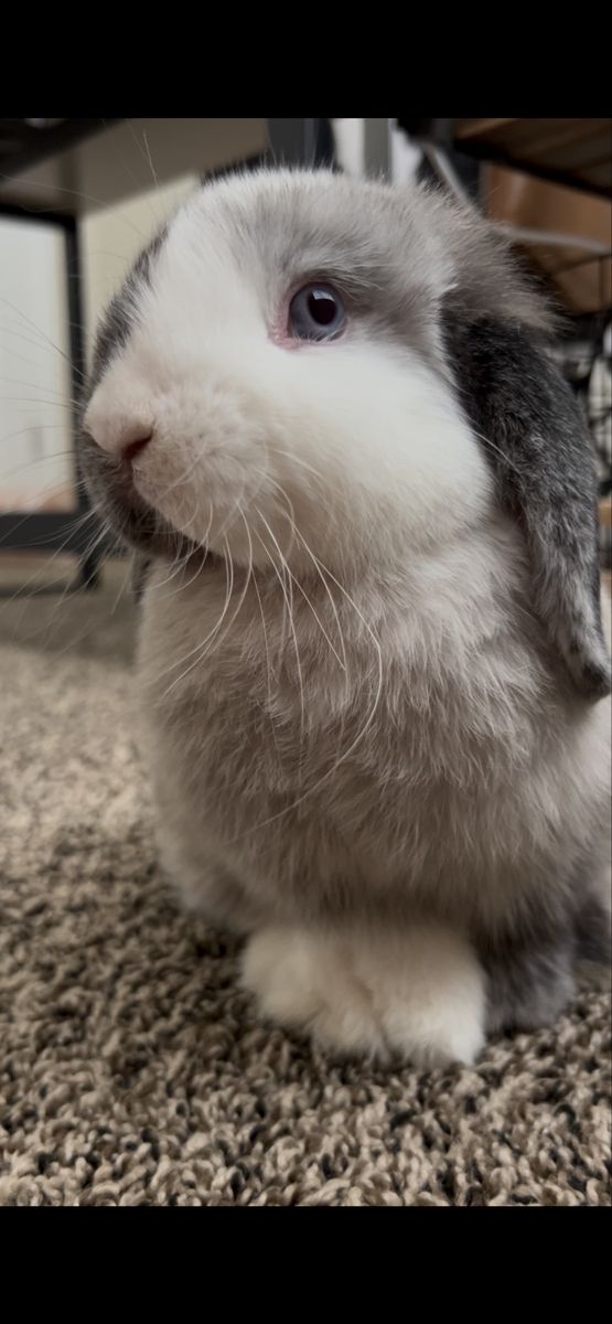 Holland Lop Bunny + Complete Setup