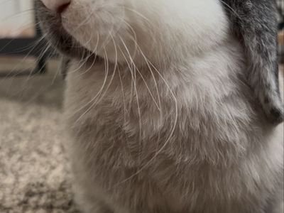 Holland Lop Bunny + Complete Setup