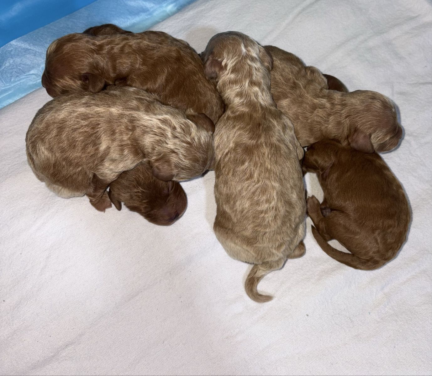 F1BB Mini Goldendoodles