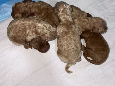 F1BB Mini Goldendoodles