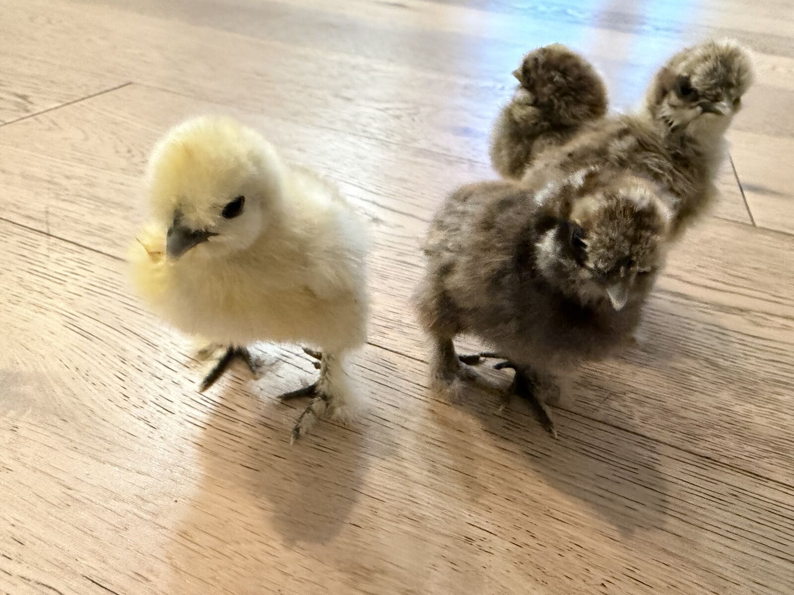 2 silkies for sale