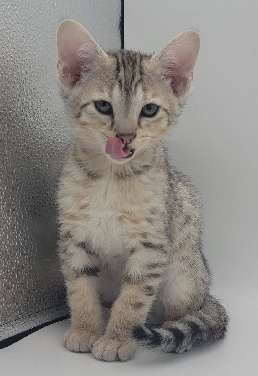 F6 Savannah Kittens