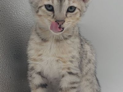 F6 Savannah Kittens