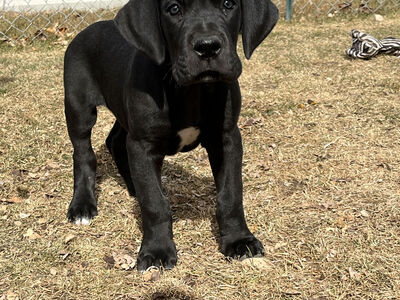 AKC GREAT DANE PUPPIES RTG