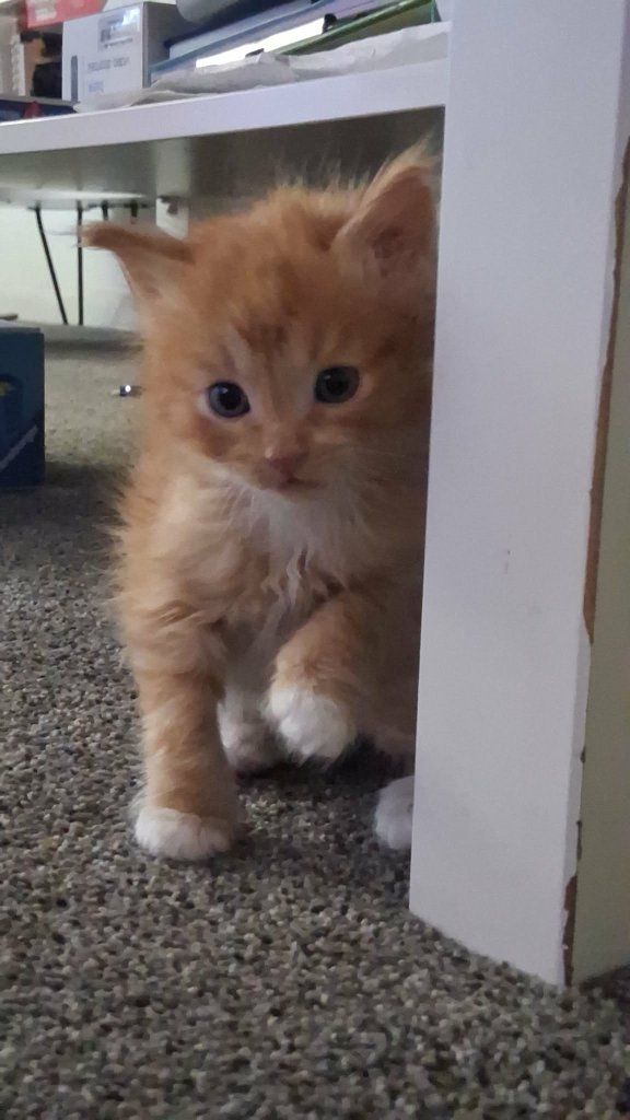 kittens