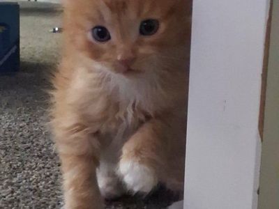 kittens