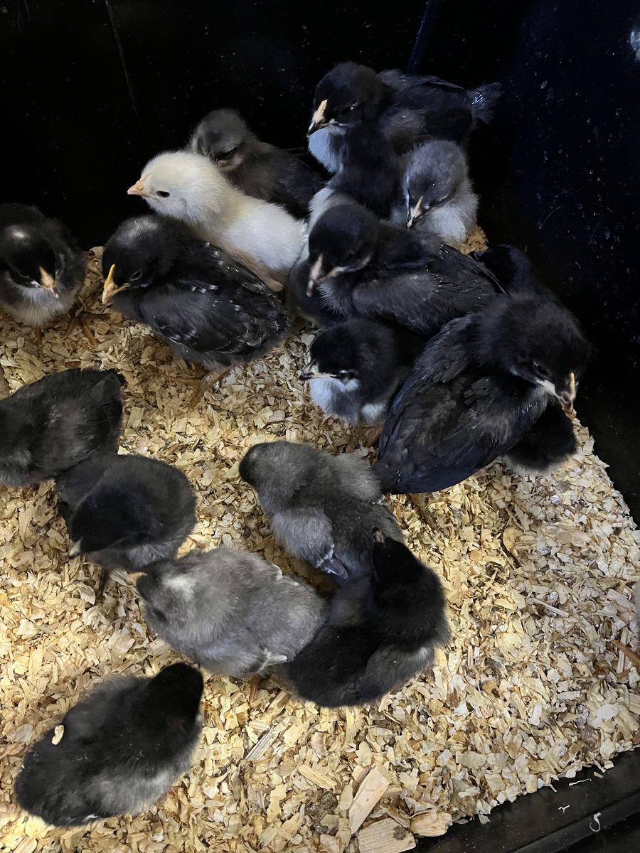 Black Cooper Moran X  Whiting True Blue Chicks