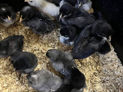 Black Cooper Moran X Whiting True Blue Chicks