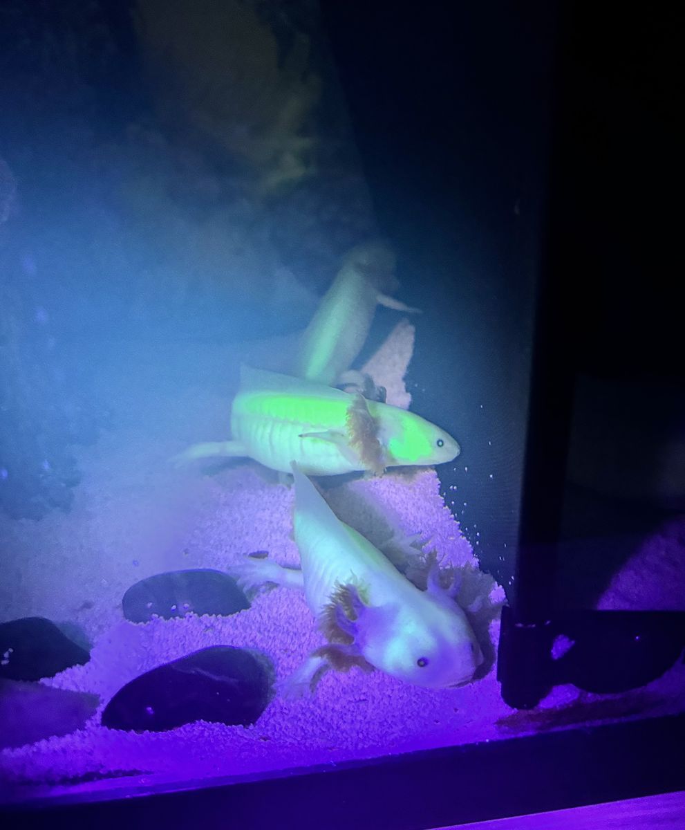 Main image 6