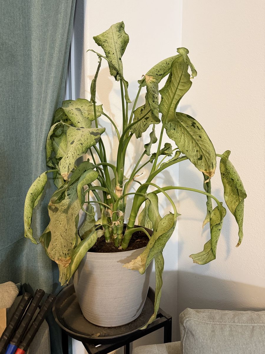Free dieffenbachia live house plant