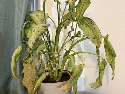 Free dieffenbachia live house plant