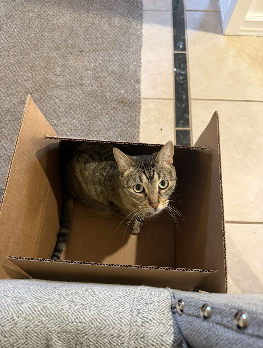 3-4 Year Old Female Cat