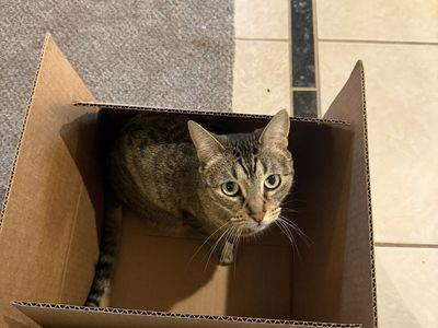 3-4 Year Old Female Cat