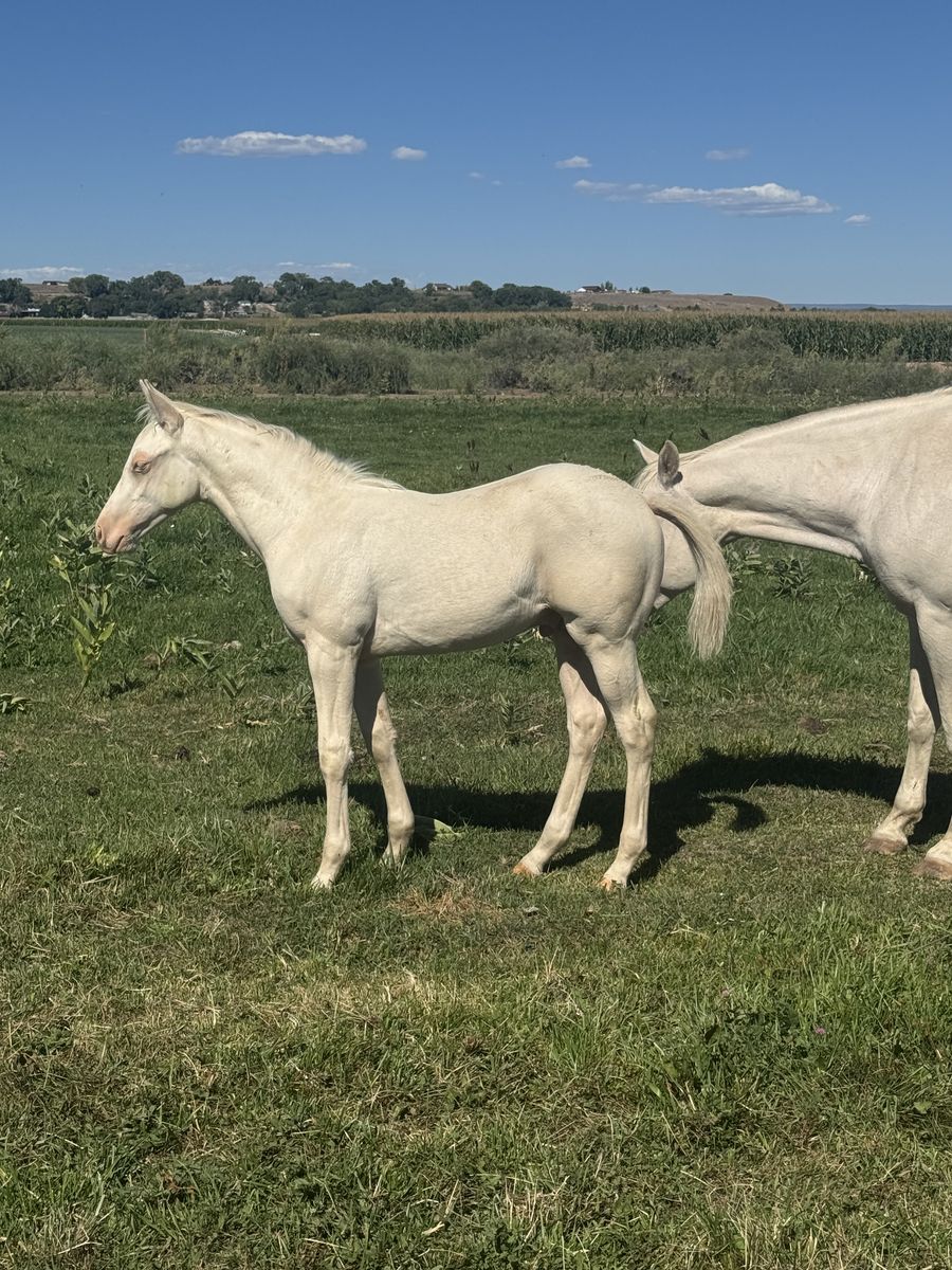 AQHA ‘26 Colt