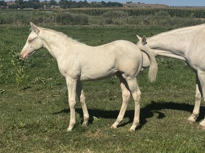 AQHA ‘26 Colt