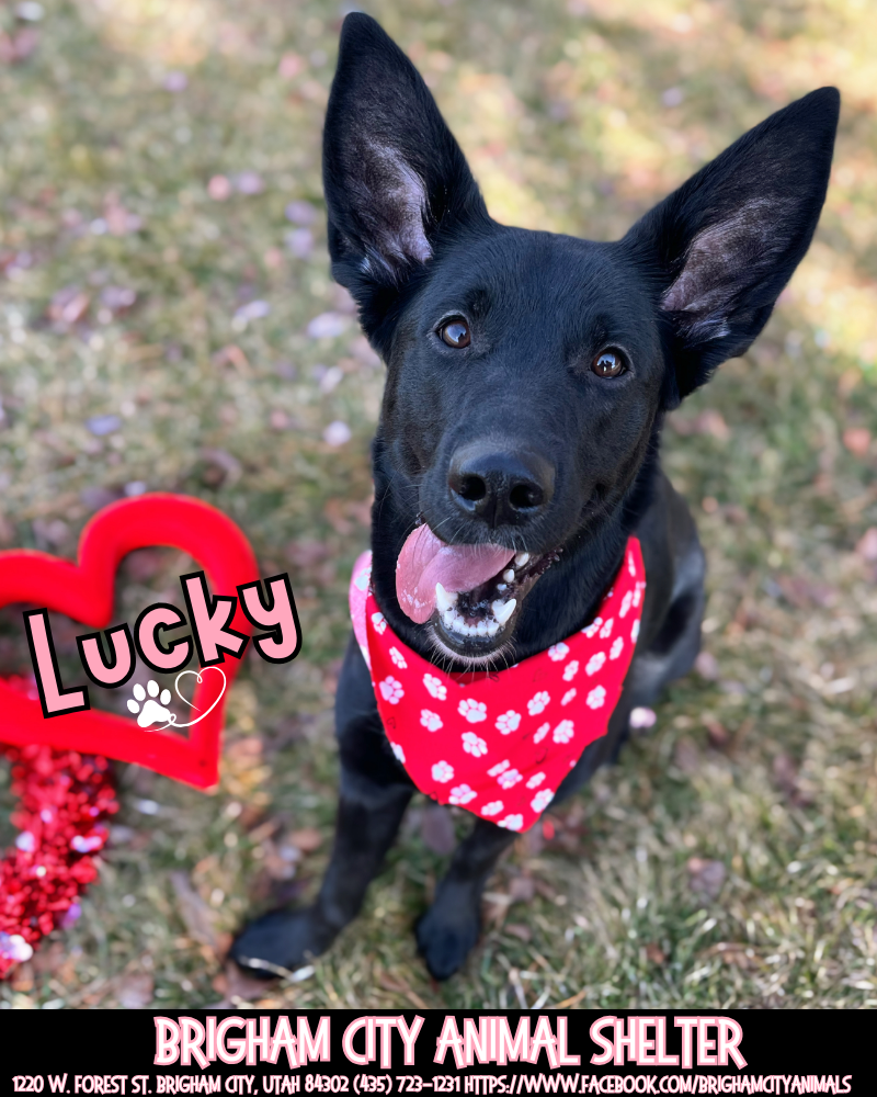 Lucky the Fetch Queen Needs a Home