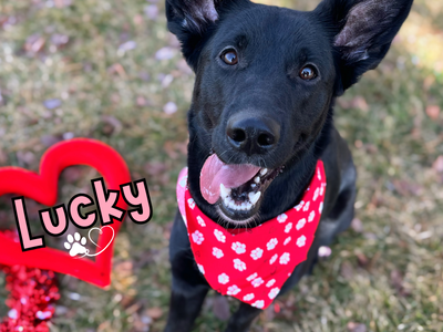 Lucky the Fetch Queen Needs a Home