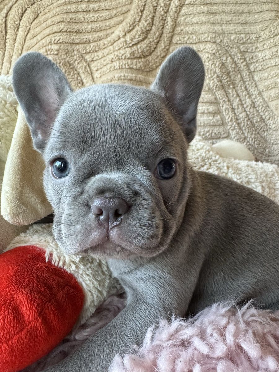Akc beautiful frenchie French bulldog puppies