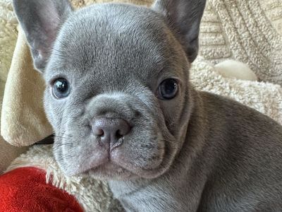 Akc beautiful frenchie French bulldog puppies